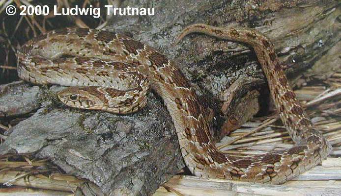 Causus rhombeatus Bild01